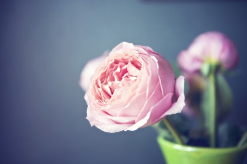 Close up of flowers in vase