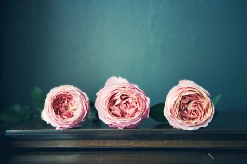 Close up of flowers on table