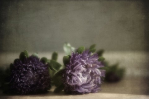 Close up of flowers laying on table