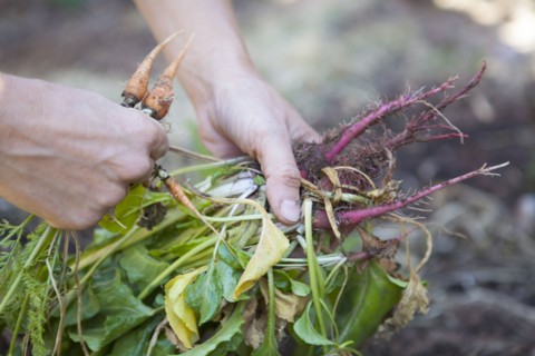 Caucasian woman holding fresh vegetables in garden