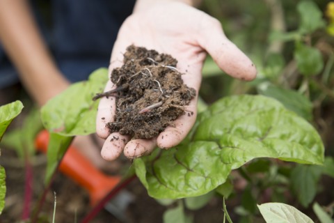Caucasian gardener holding clump of dirt