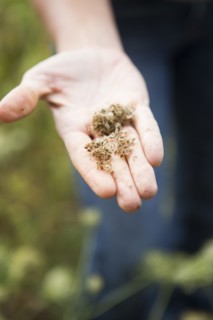 Caucasian woman holding flower seeds in garden