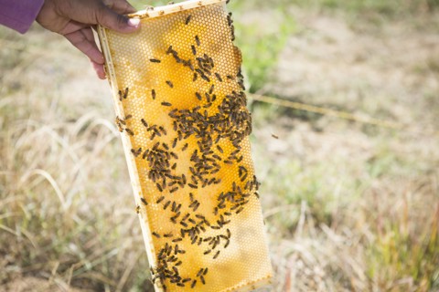 Close up of beekeeper holding hive in garden