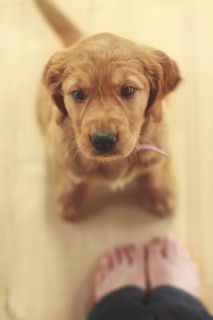 Caucasian girl standing with obedient puppy