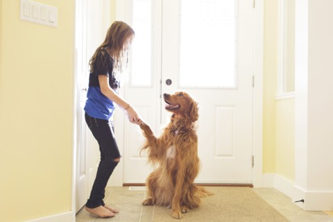Caucasian girl training dog to shake paw