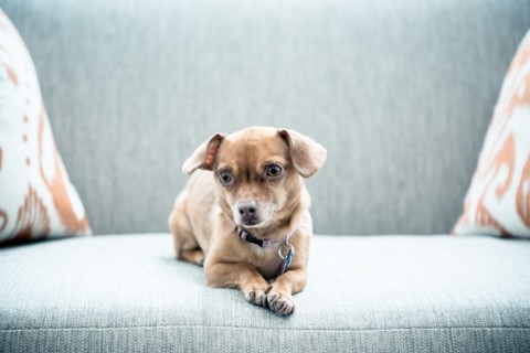 Close up of dog sitting on sofa