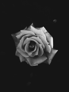 Close up of blooming rose