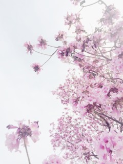 Low angle view of flowering cherry tree