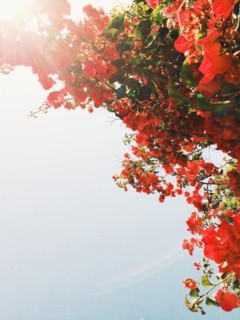 Low angle view of flowering tree branches
