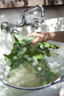 Hand washing fresh greens in outdoor sink