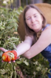 Close up of woman picking tomato in garden