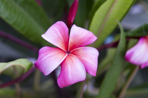 Close up of blooming flower
