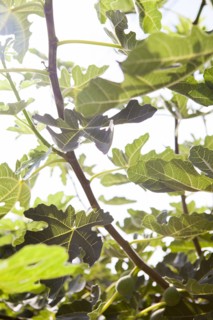 Low angle view of leaves on tree branches