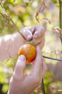 Close up of mixed race farmer examining tomato in garden