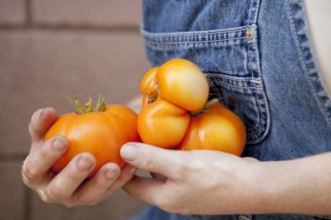 Mixed race farmer carrying fresh tomatoes