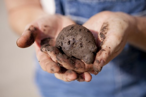 Close up of mixed race farmer holding dirt
