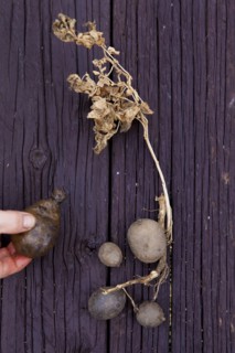 Mixed race woman with variety of potatoes on board