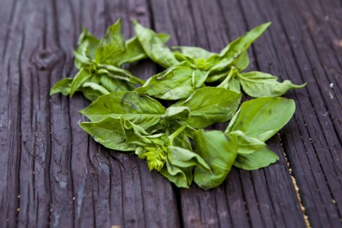 Close up of fresh basil leaves on board