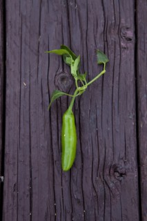 Close up of fresh chili pepper on board