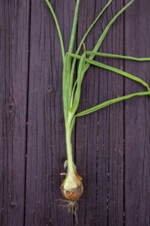 Close up of fresh chives on board