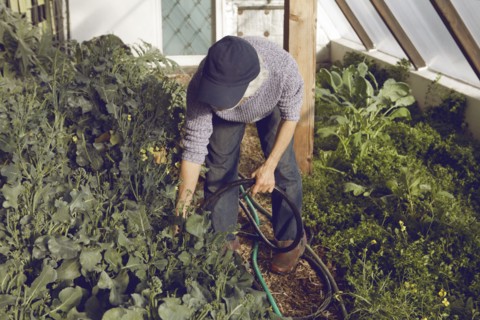 Gardener watering plants in greenhouse