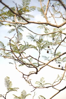 Low angle view of tree branches under sky