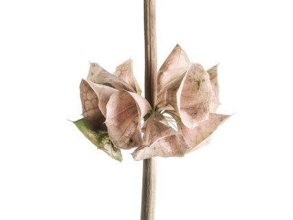 Close up of dying flowers on stalk