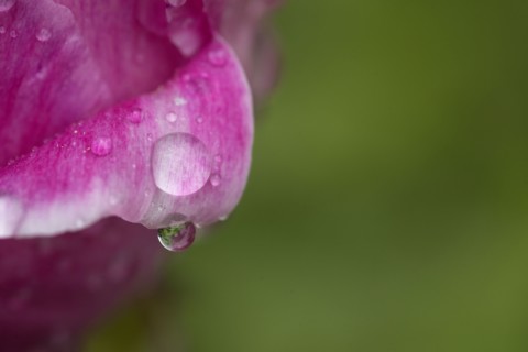 Close up of water droplet on flower petal