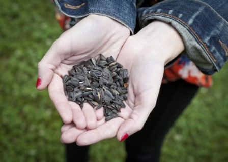 Close up of hands of woman holding seeds