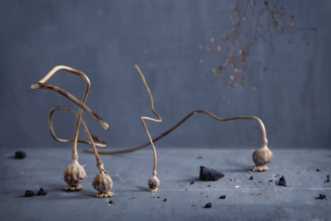 Dried plant bulbs on counter top