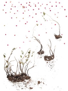 Dry plant bulbs and scattered berries