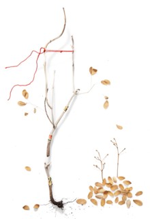 Dry branch with scattered autumn leaves