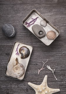 Tins of collected seashells and pebbles