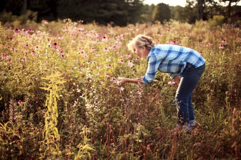 Caucasian gardener examining wildflowers