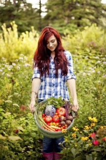 Gardener picking vegetables in garden