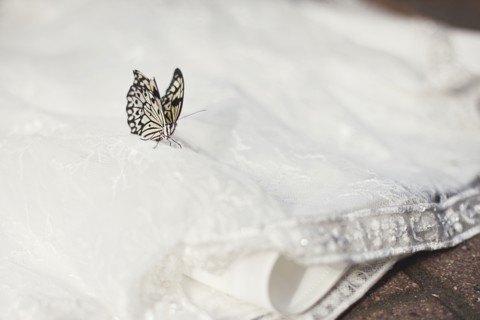 Close up of butterfly on wedding dress