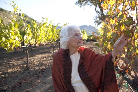 Older Caucasian woman examining vines in vineyard