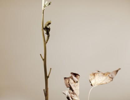 Close up of dried leaves and stem