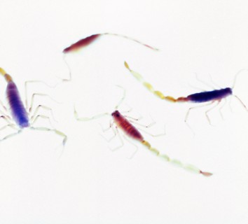 Close up of colorful insects