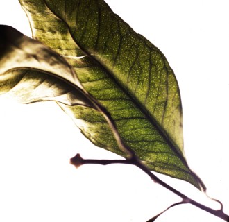 Close up of dried leaves