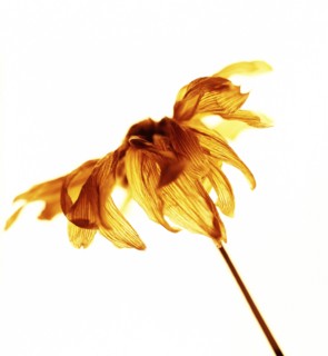 Close up of dried wilting flower