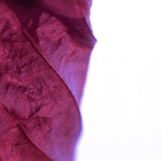 Close up of dried autumn leaf
