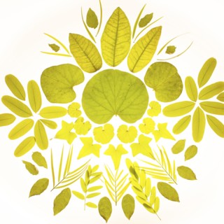 Green leaves arranged in pattern