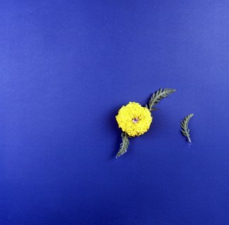 High angle view of flower and leaves