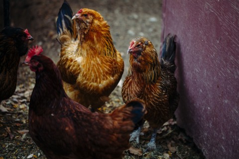 Close up of chickens grazing in barnyard
