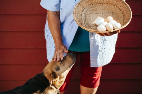 Hispanic farmer with basket of eggs petting dog