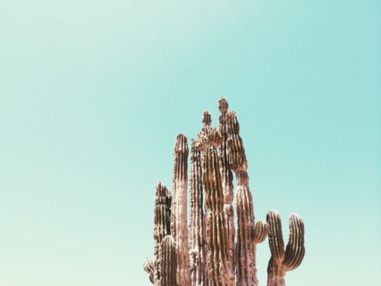 Low angle view of cactus under blue sky