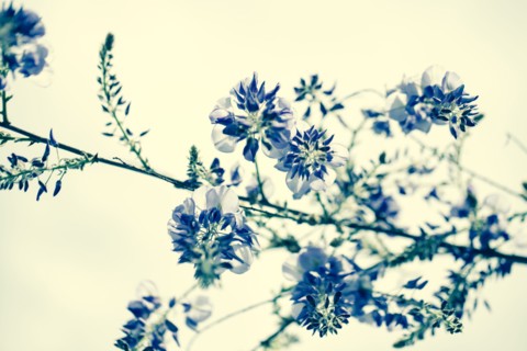 Close up of flowers growing on plant branch