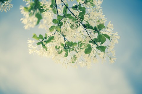 Low angle view of flowers growing on plant branch