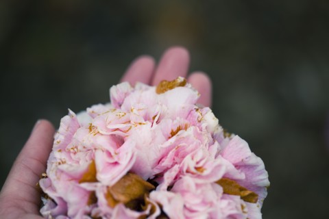 Close up of hand holding wilting flowers
